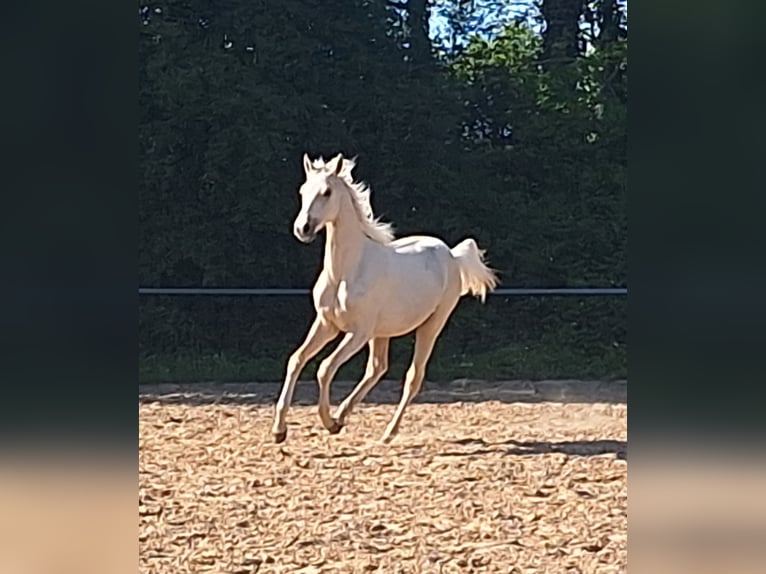 NRPS Hongre 1 Année 139 cm Perlino in Wapse