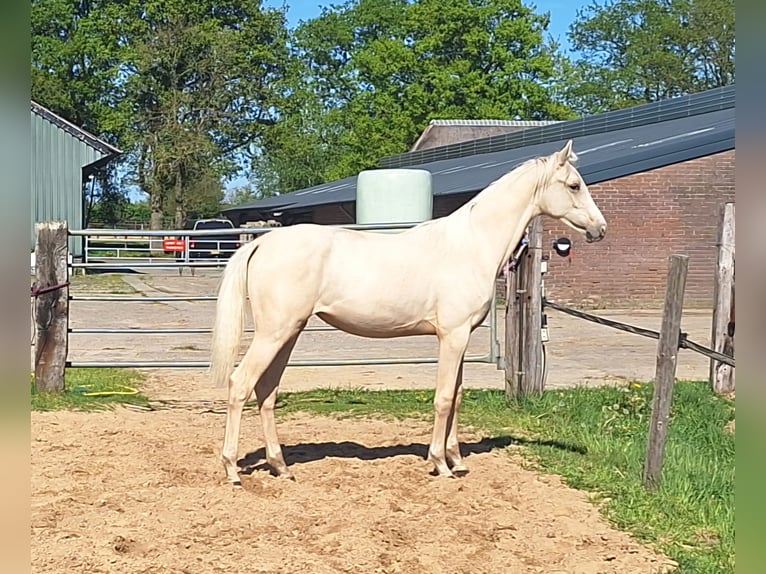 NRPS Hongre 1 Année 139 cm Perlino in Wapse