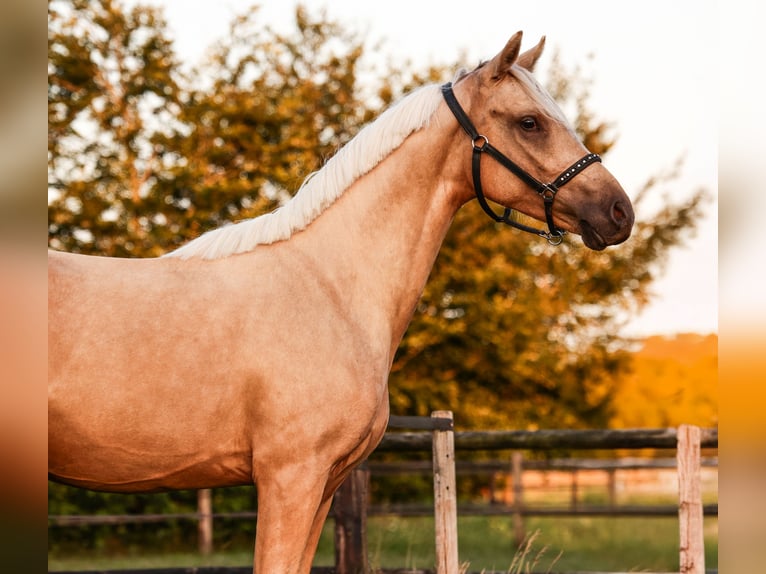 NRPS Hongre 2 Ans 141 cm Palomino in Arriën