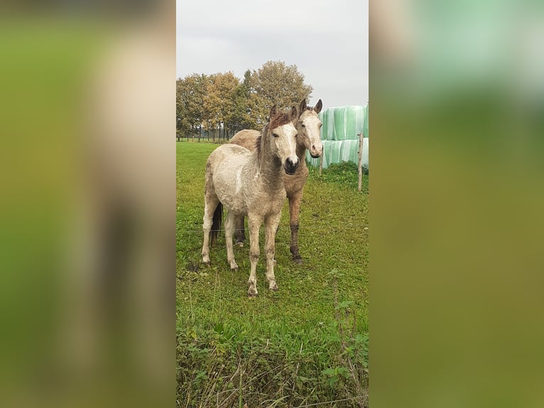 NRPS Croisé Hongre 2 Ans 142 cm Isabelle in Ruinen