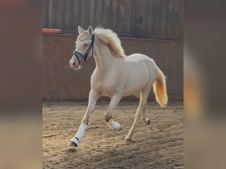 NRPS Hongre 2 Ans 145 cm Perlino in Ubstadt-Weiher