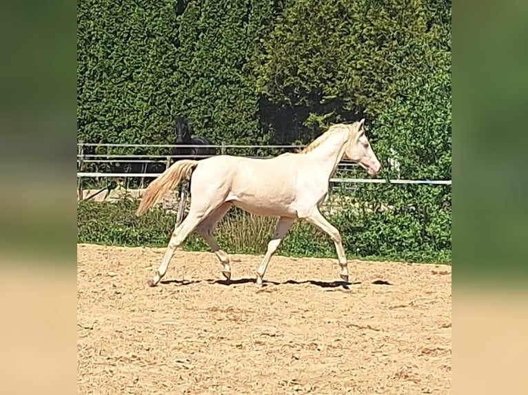 NRPS Hongre 2 Ans 150 cm Perlino in Wapse