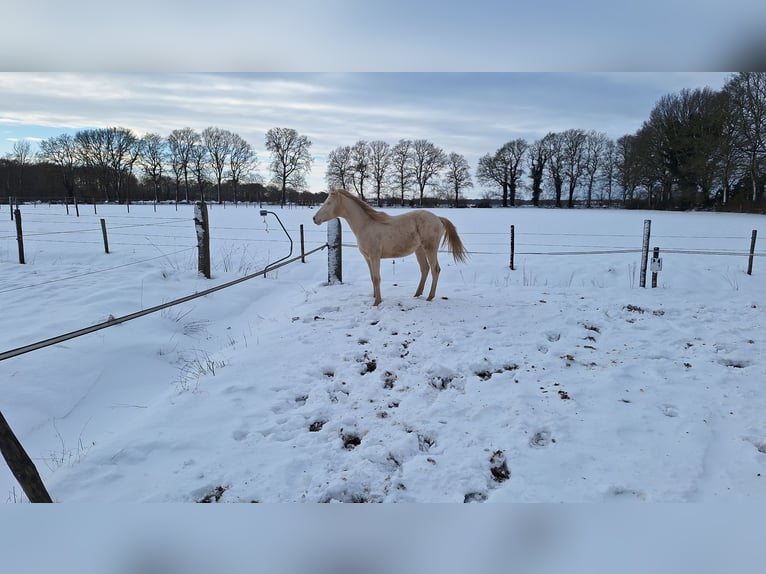 NRPS Hongre 2 Ans 150 cm Perlino in Wapse
