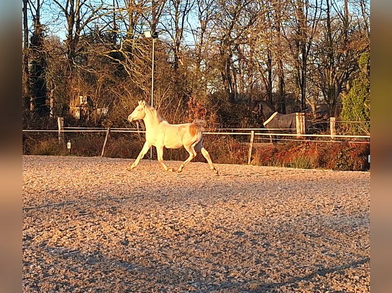 NRPS Hongre 2 Ans 150 cm Perlino in Wapse