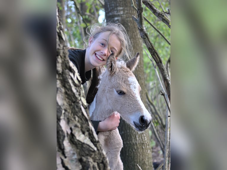 NRPS Croisé Hongre 3 Ans 142 cm Isabelle in Ruinen