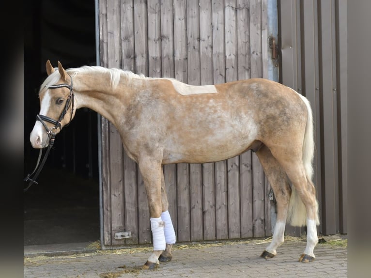 NRPS Hongre 3 Ans 142 cm Palomino in Geilenkirchen