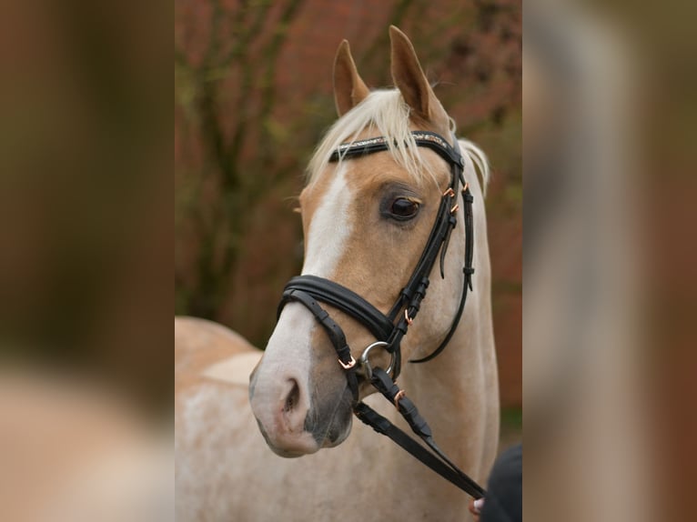 NRPS Hongre 3 Ans 142 cm Palomino in Geilenkirchen