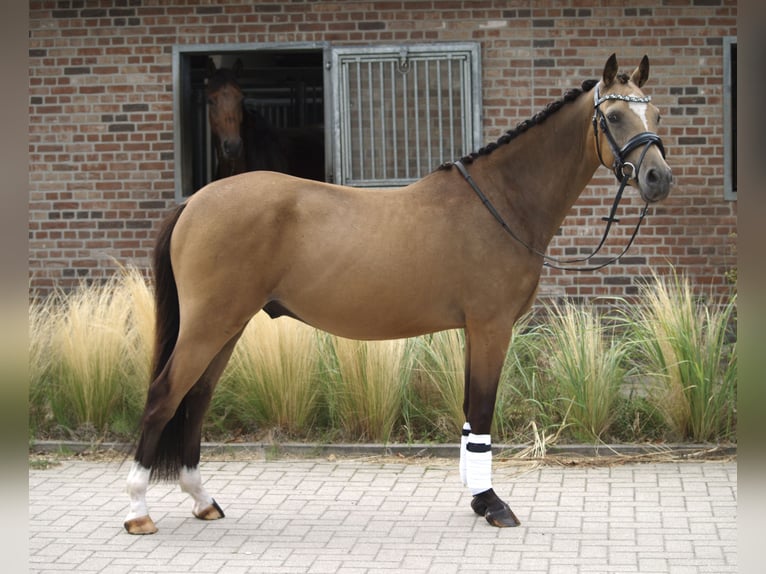 NRPS Hongre 3 Ans 143 cm  in Schijndel