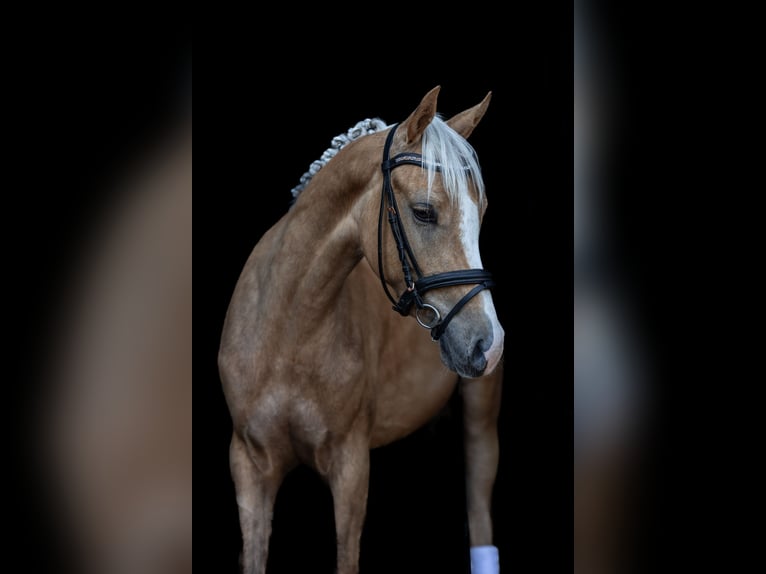 NRPS Hongre 3 Ans 145 cm Palomino in Geilenkirchen