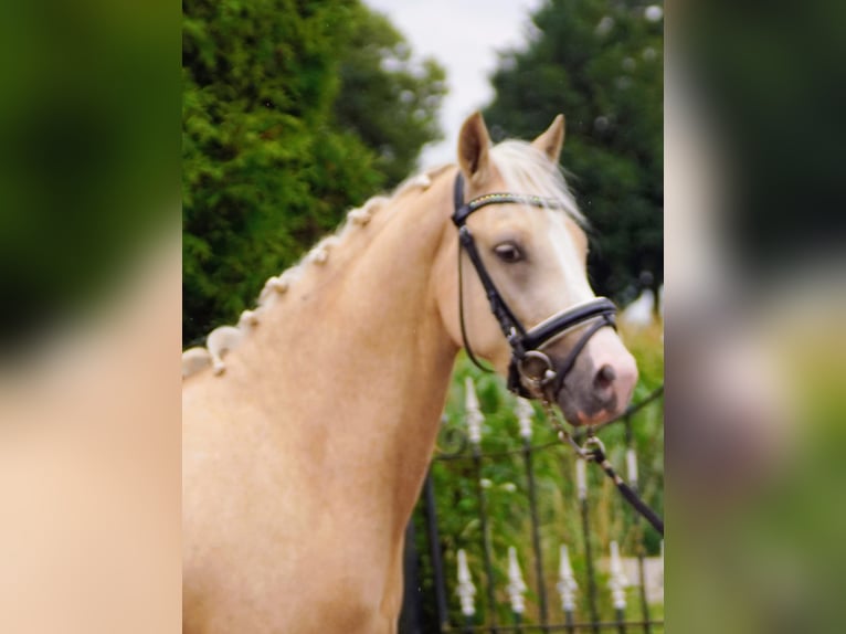 NRPS Hongre 3 Ans 145 cm Palomino in Hellouw