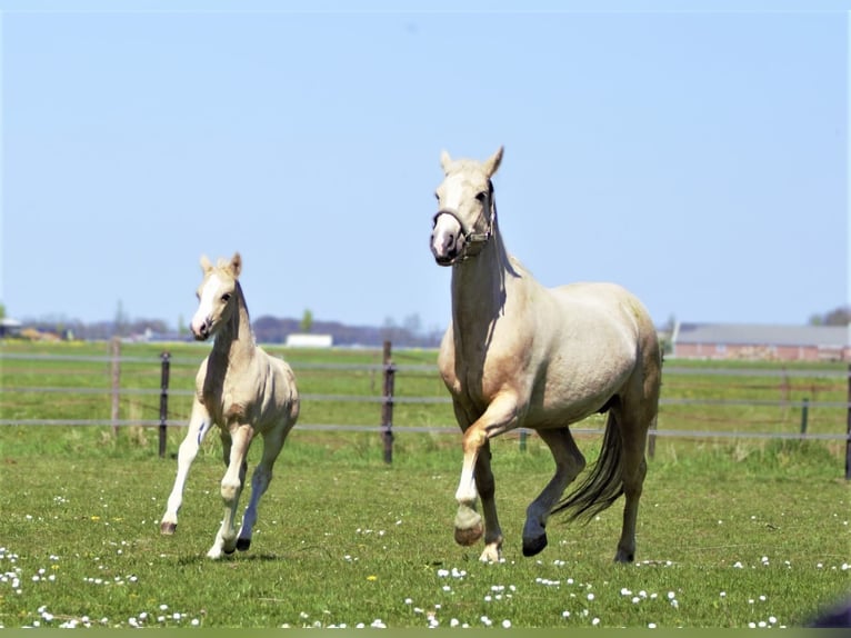 NRPS Hongre 3 Ans 145 cm Palomino in Hellouw