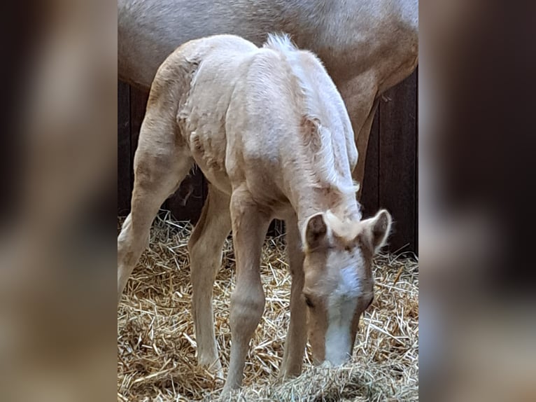 NRPS Hongre 3 Ans 145 cm Palomino in Hellouw