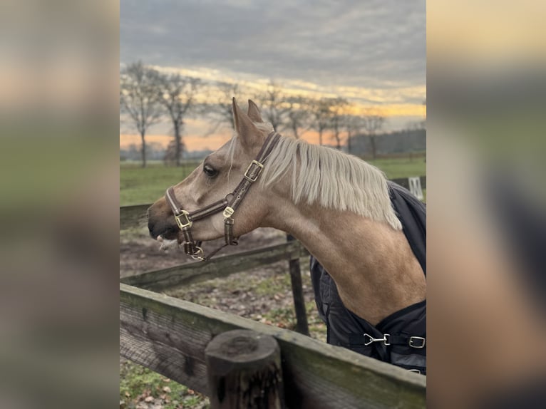 NRPS Hongre 3 Ans 145 cm Palomino in Emmen