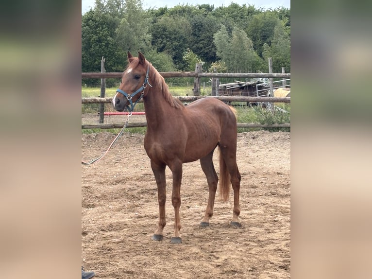 NRPS Hongre 3 Ans 147 cm Alezan brûlé in Werkhoven