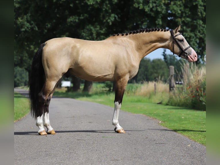 NRPS Hongre 3 Ans 147 cm Buckskin in Asten