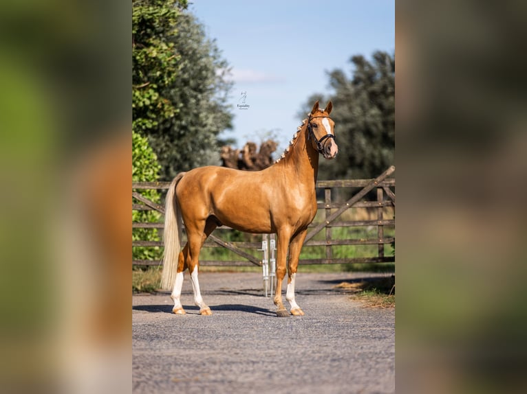 NRPS Hongre 3 Ans 147 cm Palomino in Eede