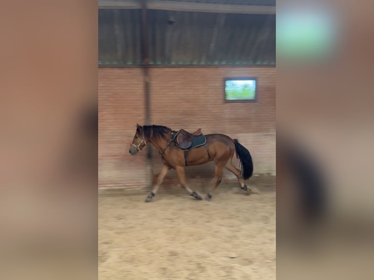 NRPS Croisé Hongre 3 Ans 152 cm Bai in Bornerbroek