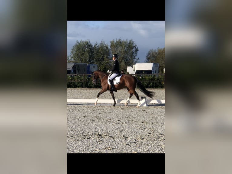 NRPS Hongre 3 Ans 153 cm Bai in Didam