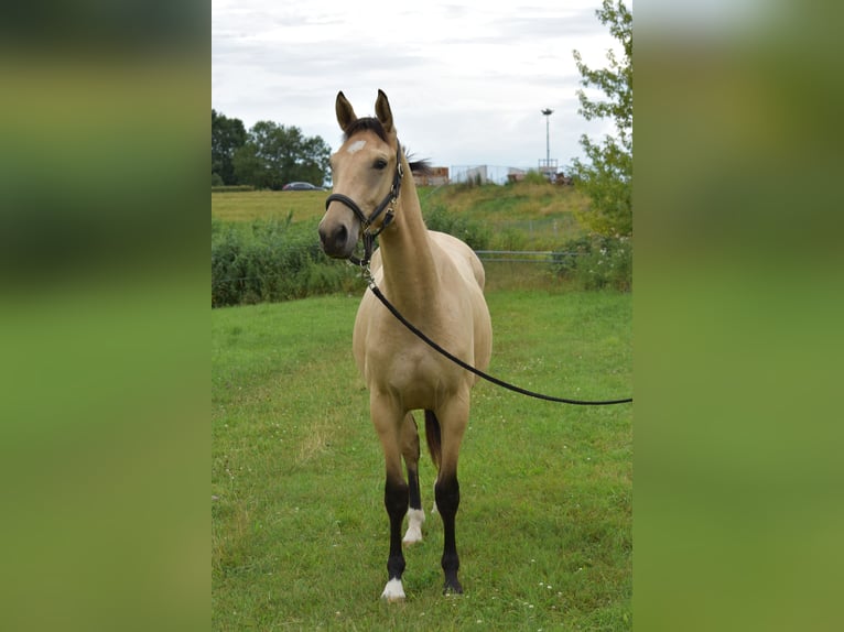 NRPS Hongre 3 Ans 157 cm in Apeldoorn