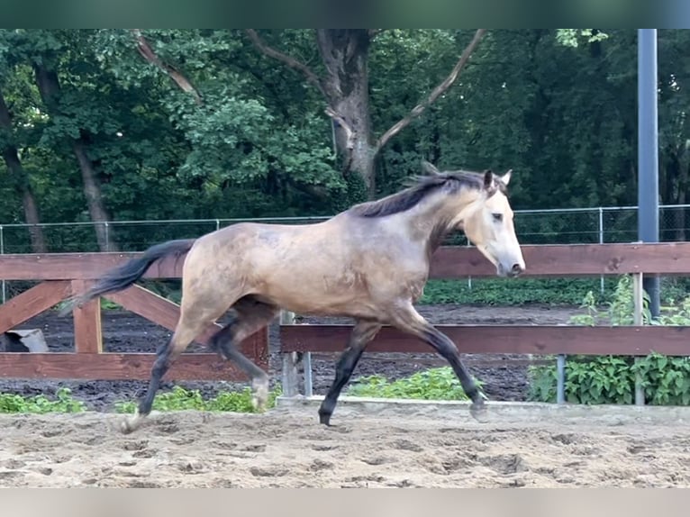 NRPS Hongre 3 Ans 170 cm Buckskin in Oss