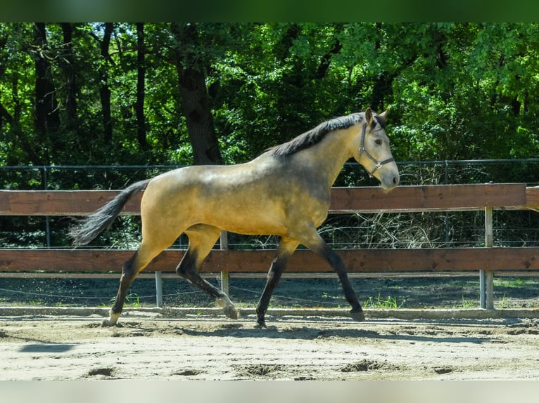 NRPS Hongre 3 Ans 170 cm Buckskin in Oss
