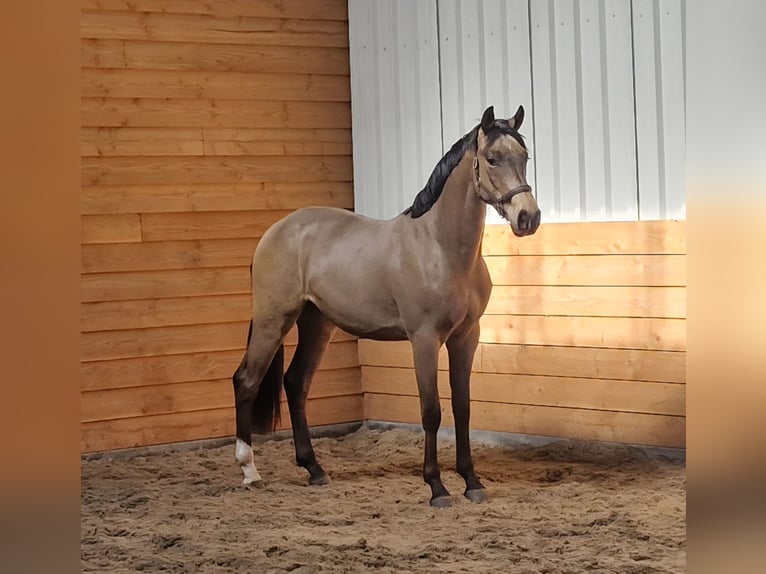 NRPS Hongre 3 Ans  in Den Ham