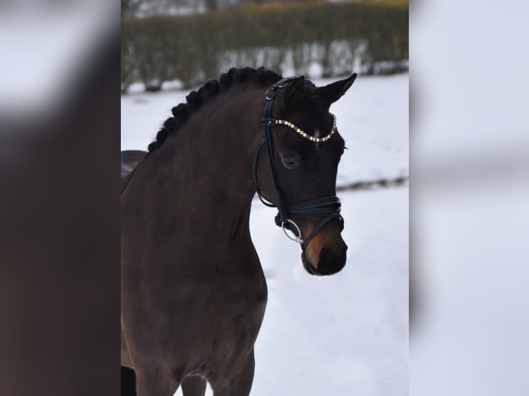 NRPS Hongre 4 Ans 146 cm Bai brun foncé in Fürstenau