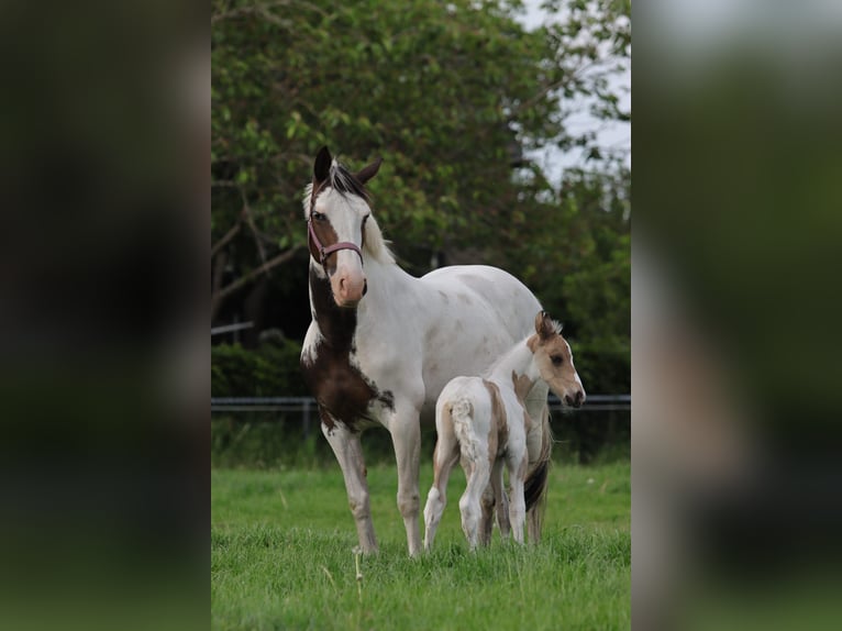 NRPS Hongre 4 Ans 163 cm Buckskin in Well L