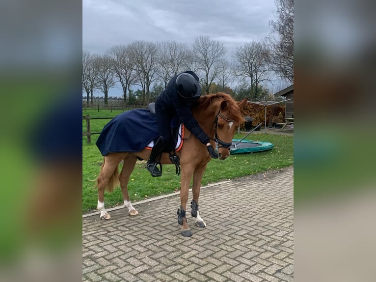 NRPS Hongre 5 Ans 147 cm Alezan in Alphen GLD