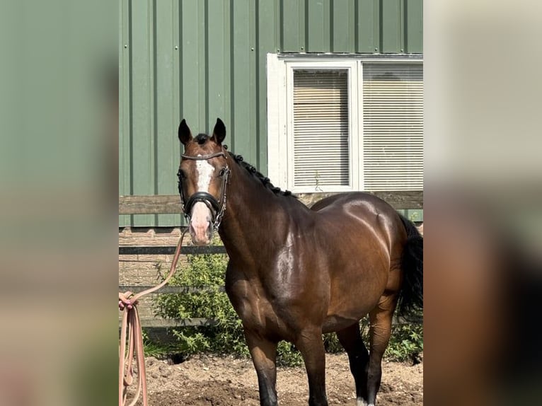NRPS Hongre 5 Ans 160 cm Bai in Barneveld