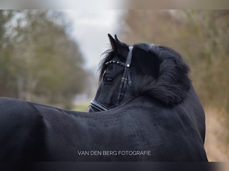 NRPS Hongre 5 Ans 164 cm Noir in Aalsmeer