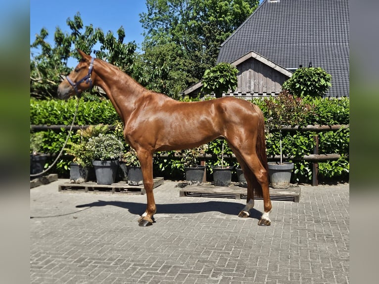 NRPS Hongre 5 Ans Alezan in GROTE BROGEL