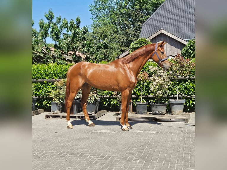 NRPS Hongre 5 Ans Alezan in GROTE BROGEL