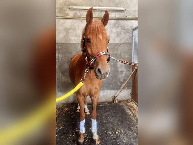 NRPS Hongre 6 Ans 147 cm Alezan in Alphen GLD