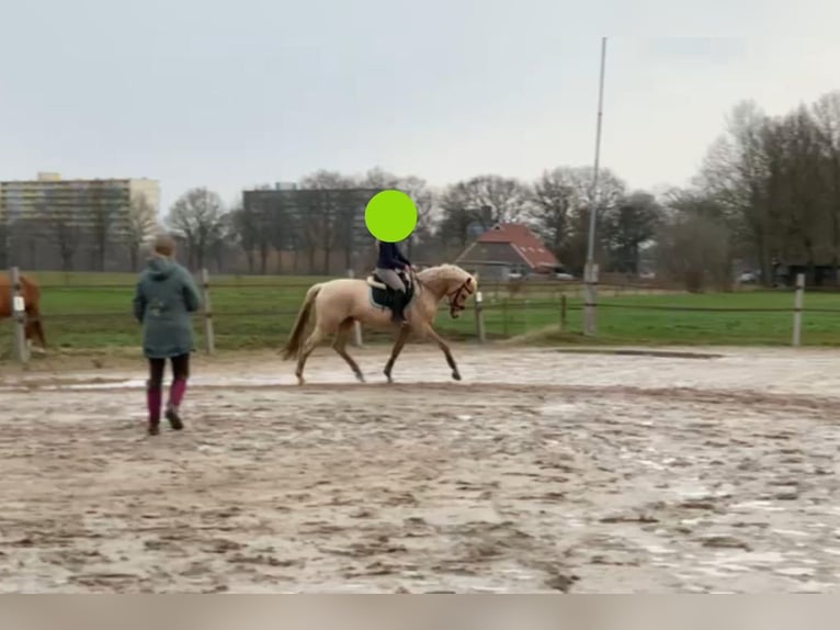 NRPS Hongre 6 Ans 155 cm Palomino in De Rijp