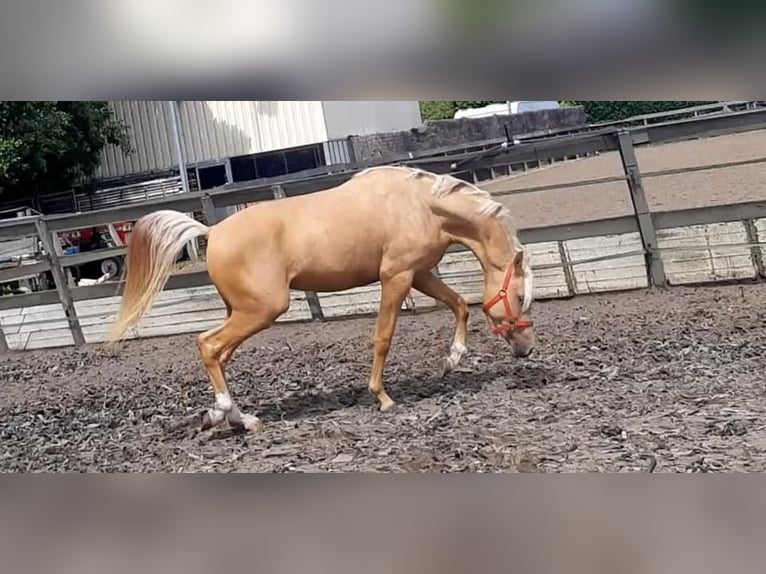 NRPS Hongre 6 Ans 155 cm Palomino in De Rijp