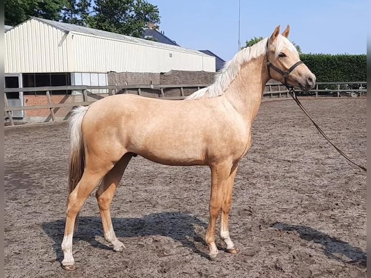 NRPS Hongre 6 Ans 155 cm Palomino in De Rijp