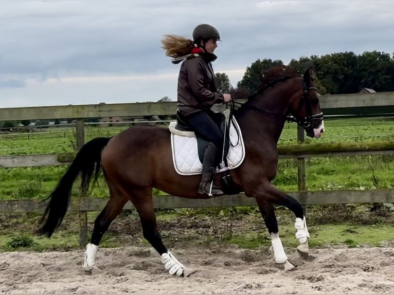 NRPS Hongre 6 Ans 160 cm Bai in Barneveld