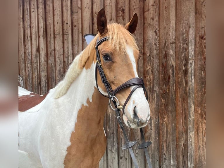 NRPS Hongre 7 Ans 147 cm Pinto in Annenheim
