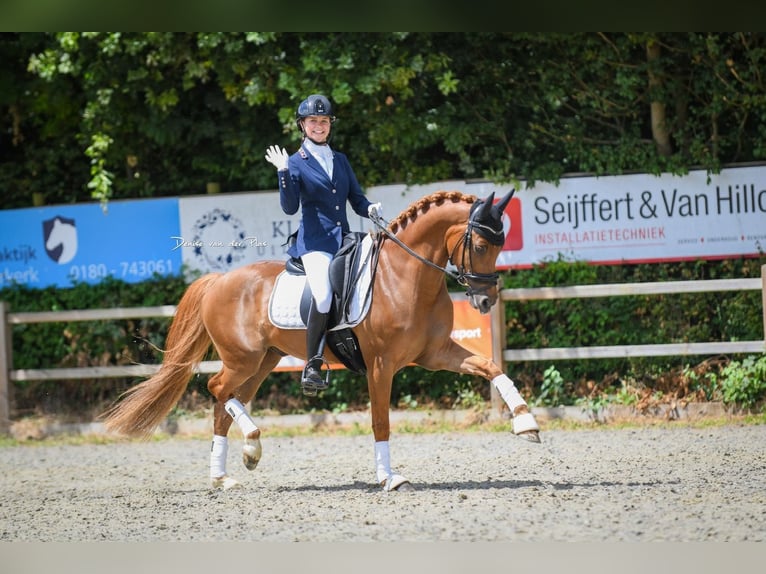 NRPS Hongre 7 Ans 148 cm Alezan in Nispen