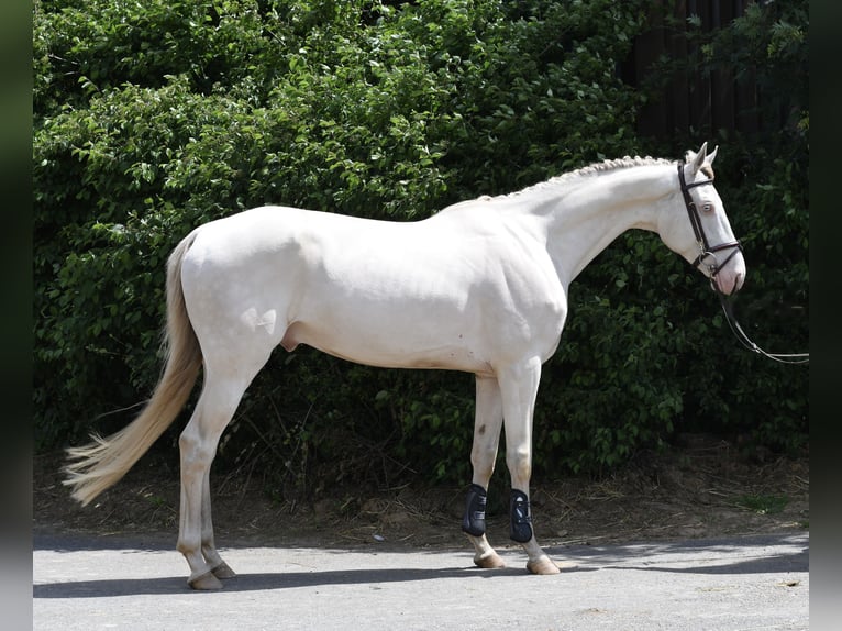 NRPS Hongre 7 Ans 168 cm Cremello in Geilenkirchen