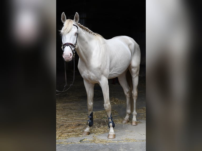 NRPS Hongre 7 Ans 168 cm Cremello in Geilenkirchen