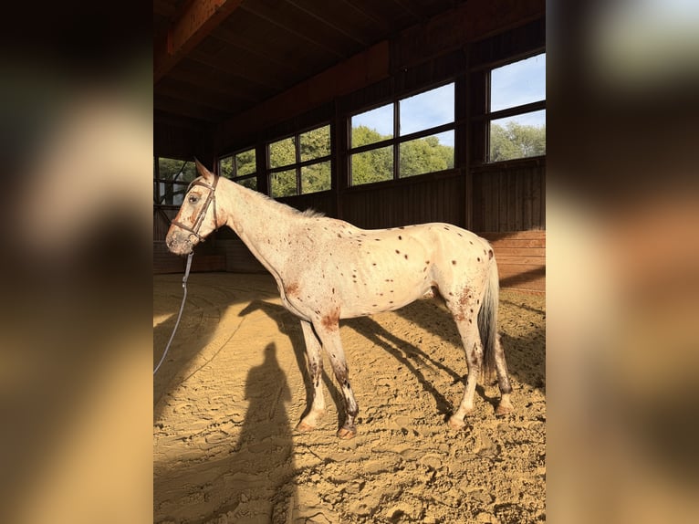 NRPS Hongre 7 Ans 175 cm Léopard in halle