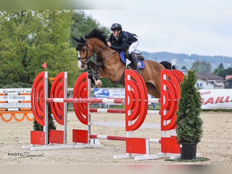 NRPS Hongre 7 Ans Bai in St. Josefen