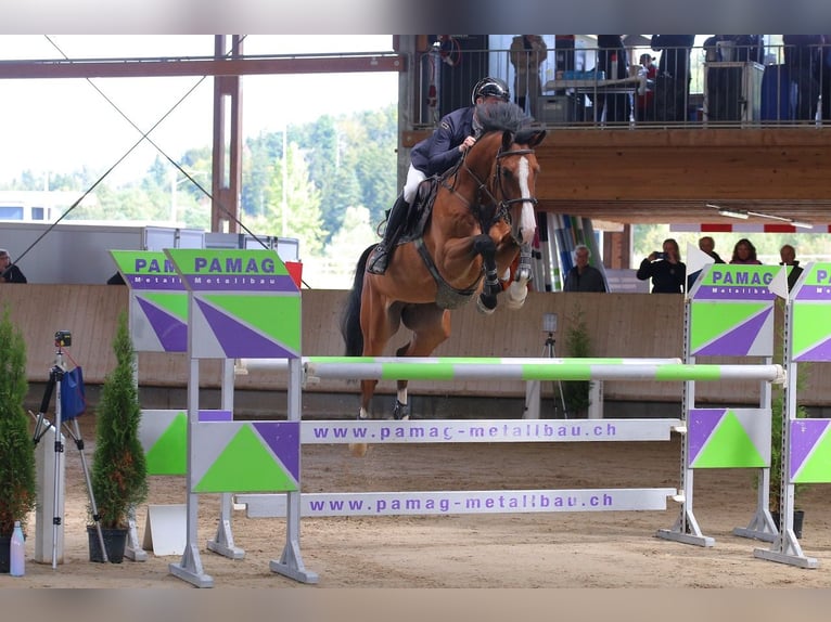 NRPS Hongre 7 Ans Bai in St. Josefen