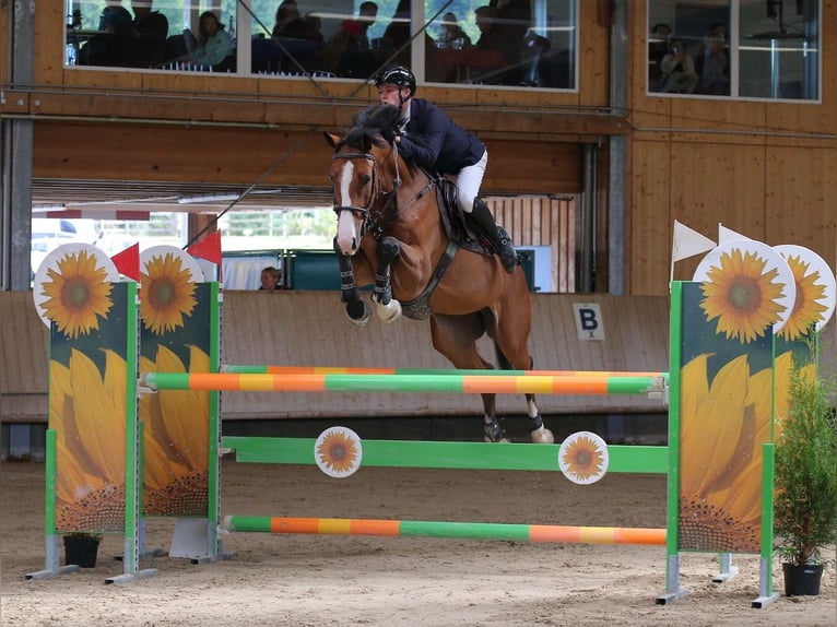 NRPS Hongre 7 Ans Bai in St. Josefen