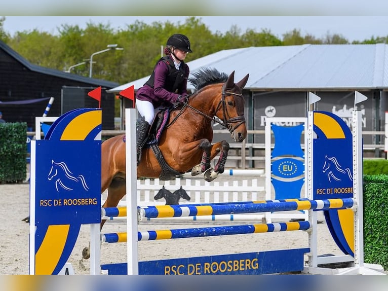NRPS Croisé Hongre 8 Ans 146 cm Bai in Meerle