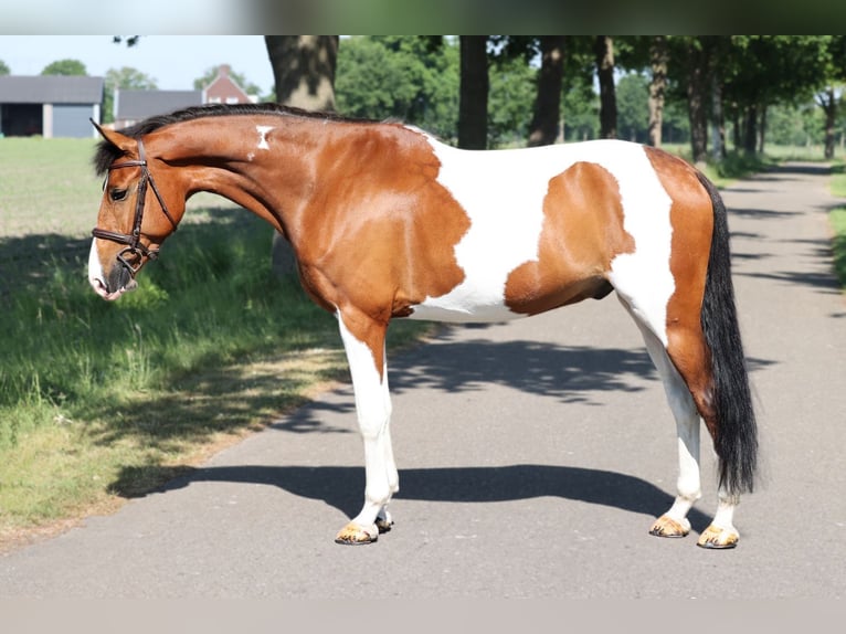 NRPS Hongre 8 Ans 158 cm in Bladel