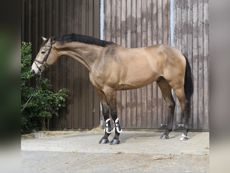 NRPS Hongre 8 Ans 177 cm Buckskin in GeilenkirchenGeilenkirchen