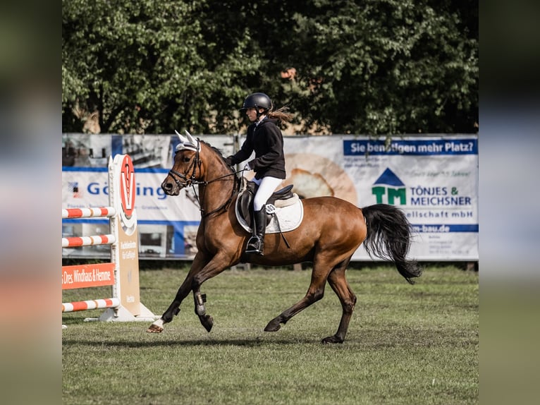 NRPS Hongre 9 Ans 146 cm Bai in Cloppenburg